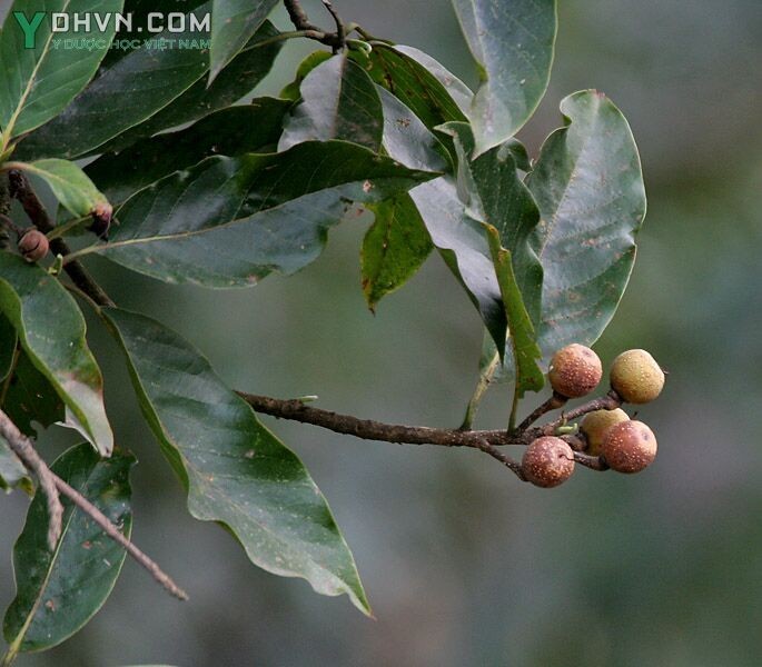 Hình ảnh quả Vối Thuốc - Schima wallichii 
