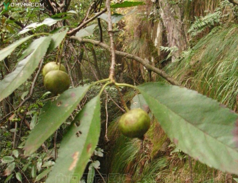 Cây Sơn tra, Gan, Pom rừng - Malus doumeri (Bois) Chev., thuộc họ Hoa hồng - Rosaceae.