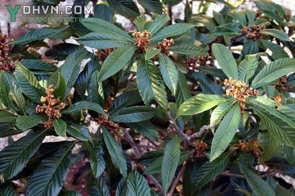 Cây Sơn trà Nhật Bản, Nhót tây, Tỳ bà - Eriobotrya japonica (Thunb.) Lindl., thuộc họ Hoa hồng - Rosaceae.