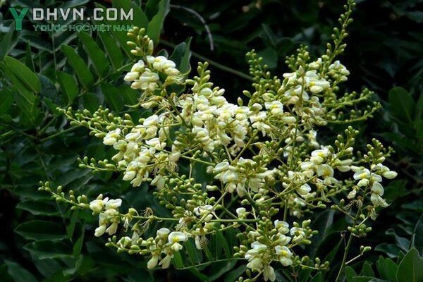 Cây Hoa Hòe - Sophora japonica L. f. thuộc họ Đậu - Fabaceae