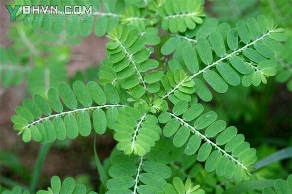 Cây Chó đẻ, Chó đẻ răng cưa, Răng cưa, Cam kiềm, Rút đất - Phyltanthus urinaria L., thuộc họ Thầu dầu - Euphorbiaceae.