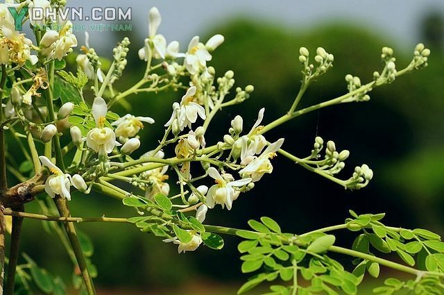 Cây Chùm ngây - Moringa oleifera Lam (M. pterygosperma Gaertn), thuộc họ Chùm ngây - Moringaceae.