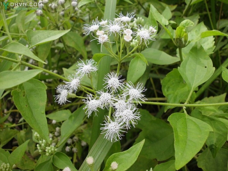 Cây Cỏ lào, Bớp bớp - Chromolaena odorata (L.) King et Robinson (Eupatorium odoratum L.), thuộc họ Cúc - Asteraceae.