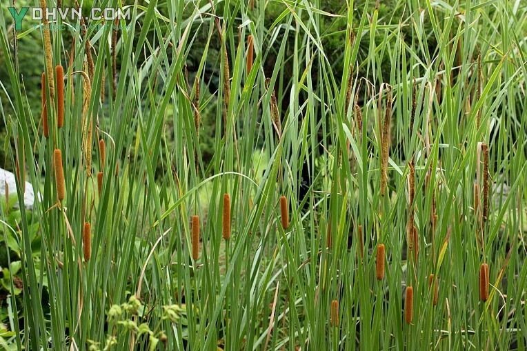 Cây Cỏ nến, Bồn bồn - Typha angustata Bory et Chaub., thuộc họ Cỏ nến - Typhaceae.
