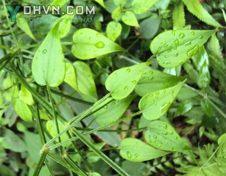 Cây Xuyến thảo, Thiến thảo - Rubia cordifolia L., thuộc họ Cà phê - Rubiaceae.