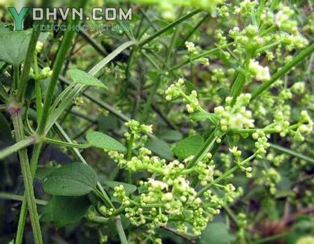 Hoa cây Xuyến thảo