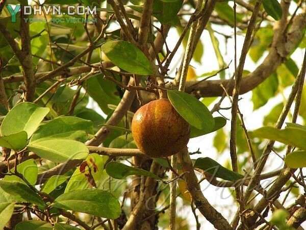 Cây Xương cá - Xylocarpus granatum Koenig (Carapa granatum (Koenig) Alston, C. obovata Blume). thuộc họ Xoan - Meliaceae.