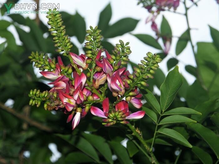 Cây Kê huyết đằng, Cây máu gà - Milletia reticulata Benth; thuộc họ Đậu - Fabaceae.