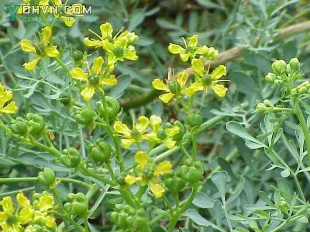 Cây Vân hương - Ruta graveolens L., thuộc họ Cam- Rutaceae.