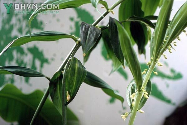 Cây Hoàng tinh hoa trắng, Vạn thọ trúc giả lá dài - Disporopsis longifolia Craib., thuộc họ Hoàng tinh - Convallariaceae