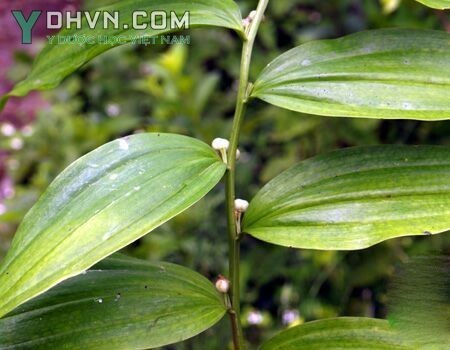 Ảnh chi tiết lá Hoàng tinh hoa trắng