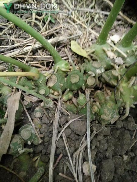 Tham khảo thêm một số tình hành củ Hoàng tinh