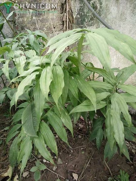 Cây hoàng tinh