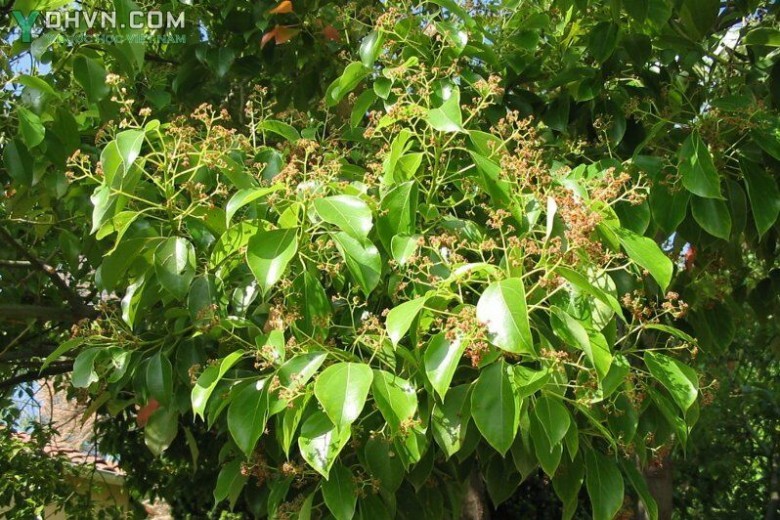 Cây Long não, Rã hương- Cinnamomum camphora (L.) Presl, thuộc họ Long não - Lauraceae.