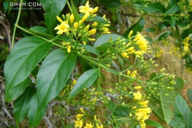 Cây Lá ngón, Ngón vàng, thuốc rút ruột - Gelsemium elegans (Gardn. et. Champ) Benth, thuộc họ Mã tiền - Loganiaceae.