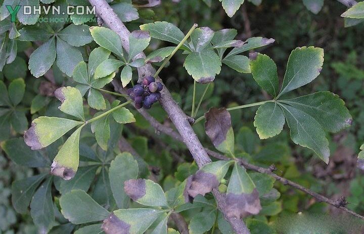 Cây Ngũ gia nhỏ, Ngũ gia - Acanthopanax gracilistylus W. W. Sm, thuộc họ Nhân sâm - Araliaceae.