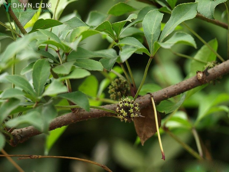 Một số thông tin hình ảnh nhận biết cây Ngũ gia bì hương; Ngũ gia, Ngũ gia bì, Ngũ gia nhỏ