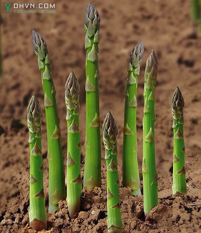Cây Măng tây - Asparagus officinalis L, thuộc họ Thiên môn - Aspargaceae.