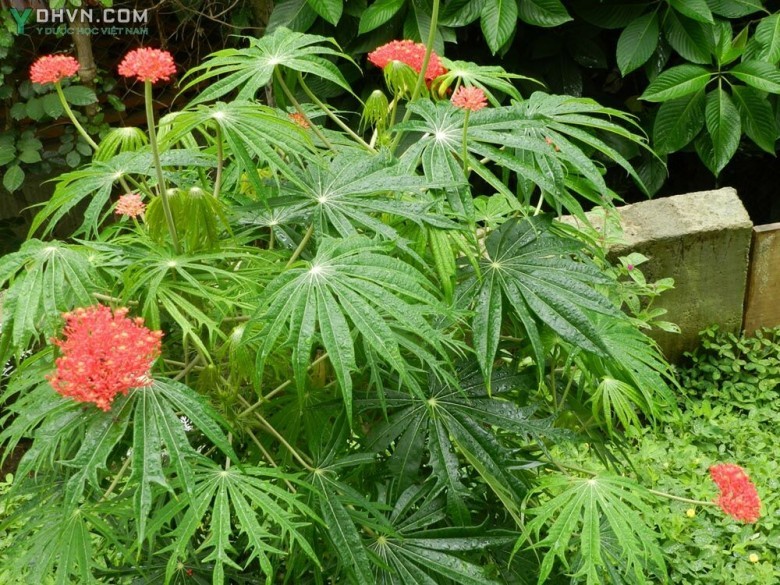 Cây Bạch phụ tử. Dầu mè đỏ, San hô - Jatropha multifida l., thuộc họ Thầu dầu - Euphorbiaceae