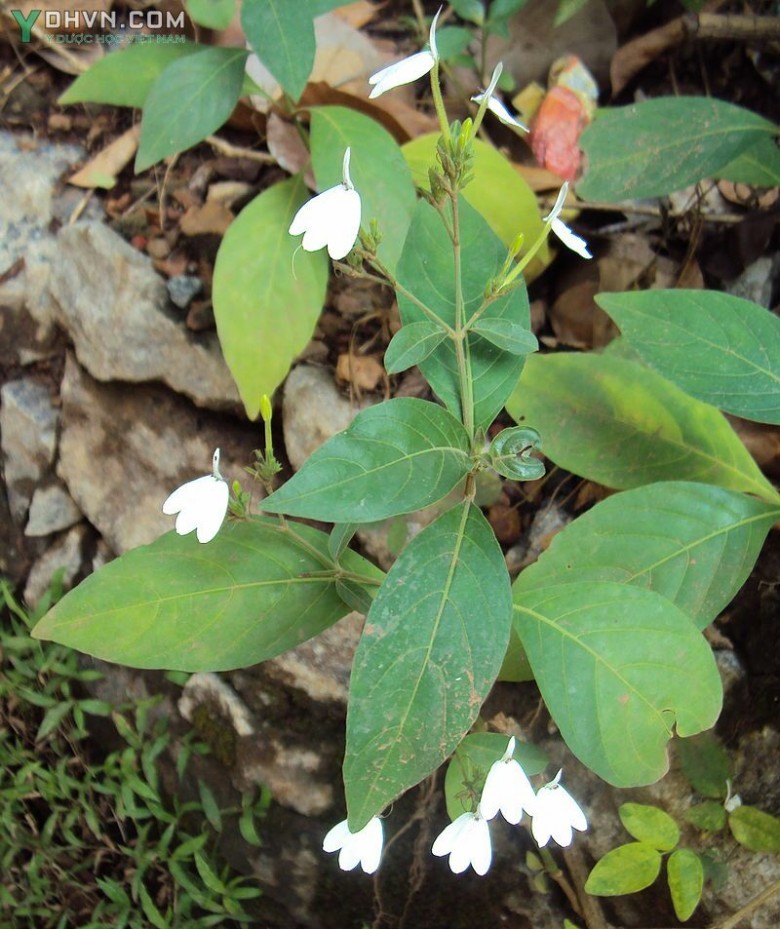 Cây Bạch hạc, Kiến cò hay Cây lác - Rhinacanthus nasutus (L.) Kurz, thuộc họ Ô rô - Acanthaceae.