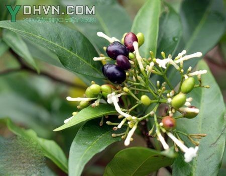 Cây Ba gạc, Ba gạc vòng, Tích tiên - Rauvolfia verticillata (Lour.) Baill, thuộc họ Trúc đào - Apocynaceae.