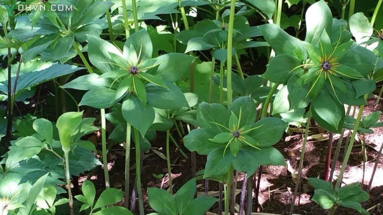 Cây Bảy lá một hoa - Paris polyphylla Sm var chinensis (Franch) Hara thuộc họ Bảy lá một hoa - Trilliaceae.