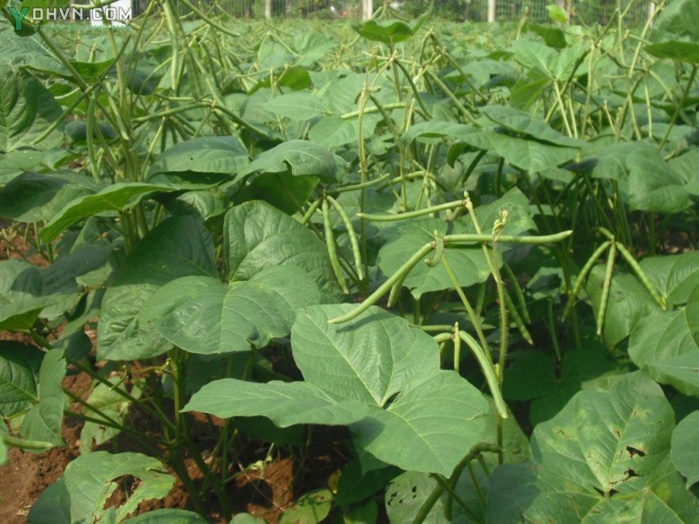 Ðậu đỏ - Vigna angularis (Willd.) Ohwi et Ohashi (Dolichos angularis Willd., Phaseolus angudaris (Willd.) W.F. Wight), thuộc họ Ðậu - Fabaceae.