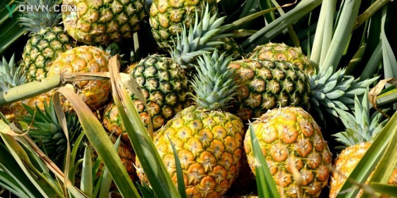 Cây Dứa, Khóm, Thơm - Ananas comosus (L.) Merr, thuộc họ Dứa - Bromeliaceae.