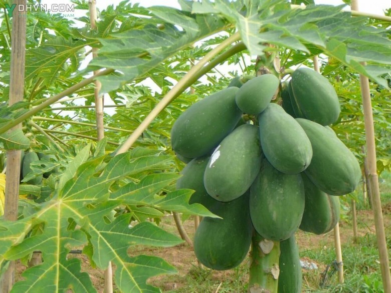 Cây Đu đủ - Carica papaya L., thuộc họ Đu đủ - Caricaceae.