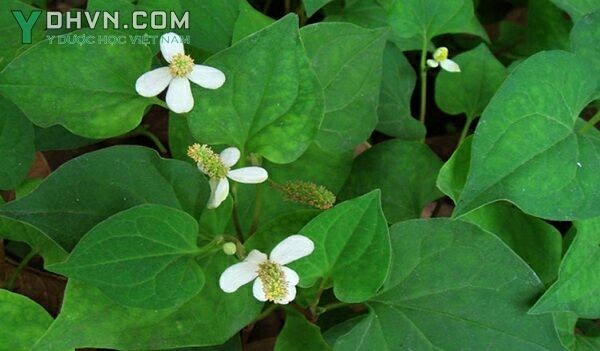 Cây Diếp cá, rau diếp cá, Rau giấp, Cây lá giấp - Houttuynia cordata Thunb., thuộc họ Lá giấp - Saururaceae.