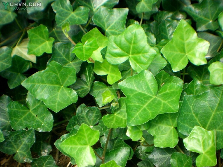 Cây Dây thường xuân - Hedera nepalensis K. Koch var. sinensis (Tobl.) Rehd., thuộc họ Nhân sâm - Araliaceae.
