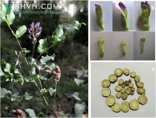 Cây Cam thảo - Glycyrrhiza uralensis Fisch., thuộc họ Đậu - Fabaceae.