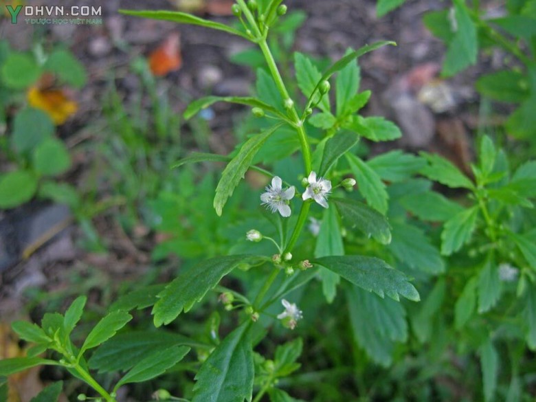 Cây Cam thảo đất, Cam thảo nam - Scoparia dulcis L., thuộc họ Hoa mõm sói - Scrophulariaceae.