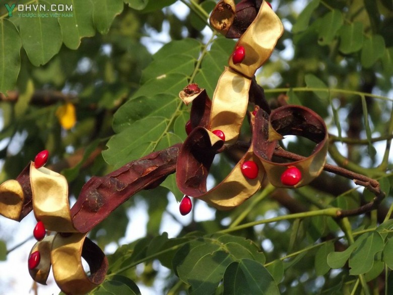 Cây kiền kiện hay trách quạch) Adenathera pavonia L.) thuộc họ trinh nữ (Mimosaceae).