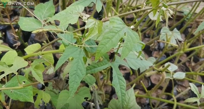 Cây Chìa vôi, Bạch phấn đằng, Rau chua, Đậu sương - Cissus moleccoiles Planch, thuộc họ Nho - Vitaceae.