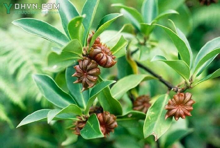 Cây Hồi núi, Đại hồi núi, Mu bu (Mèo) - lllicium griffithii Hook. f et. Thoms., thuộc họ Hồi - llliciaceae.