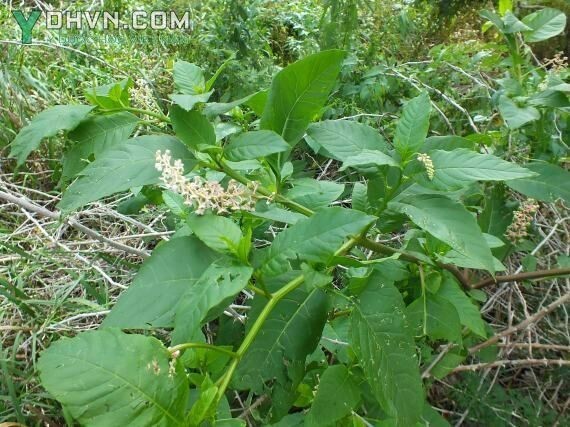 Cây Thương lục Mỹ - Phytolacca decandra L. (P. americana L.). thuộc họ Thương lục - Phytolaccaceae.
