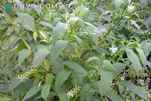 Tham khảo thêm hình ảnh cây Thường Lục Mỹ trồng tại Việt Nam