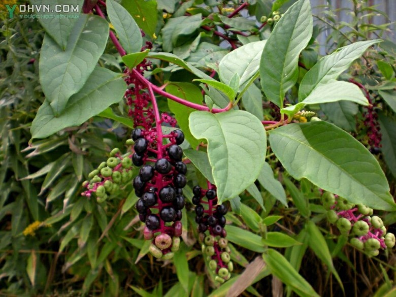 Cây Thương lục - Phytolacca acinosa Roxb. (P. esculenta Van Houtte), thuộc họ Thương lục - Phytolaccaceae.