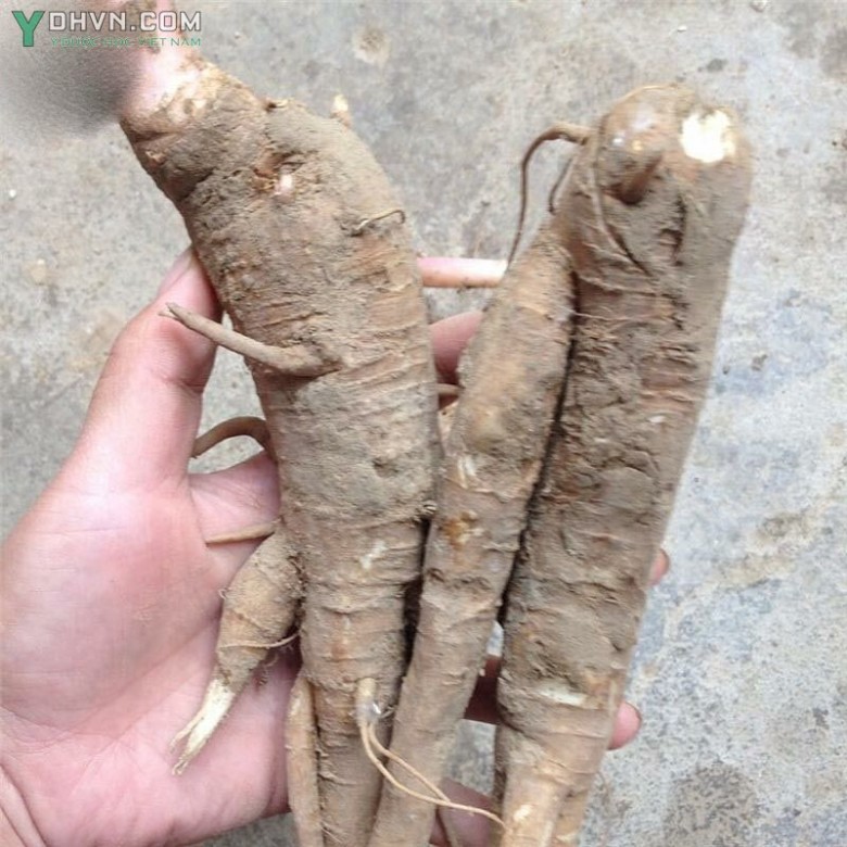 Nhận biết rễ cây Thường Lục