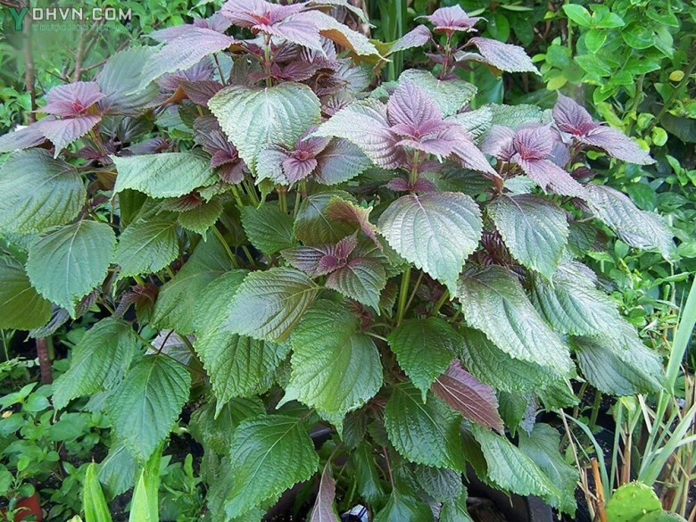 Tía tô, Tử tô - Perilla frulescens (L.) Britton, thuộc họ Hoa môi - Lamiaceae.