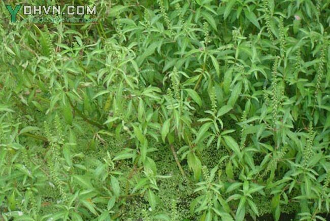 Cây Cỏ xước nước - Centrostachys aquatica (R.Br.) Wall. ex Moq. - Tard., thuộc họ Rau dền - Amaranthaceae.