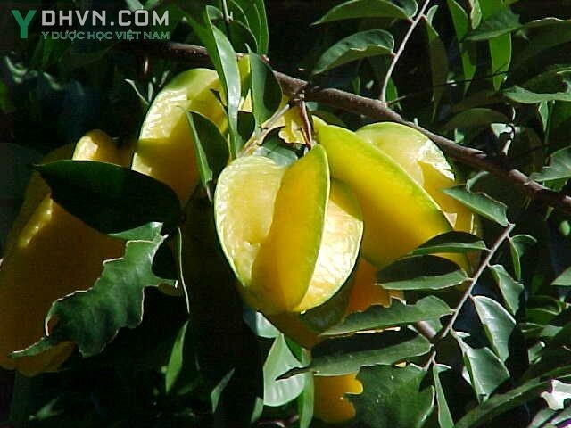 Cây Khế - Averrhoa carambola L., thuộc họ Chua me đất - Oxalidaceae.