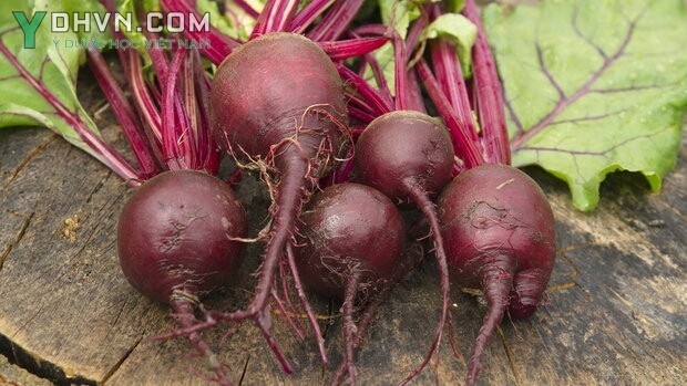 Cây Củ dền - Beta vulgaris L., thuộc họ Rau muối - Chenopodiaeae.