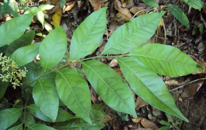 Cây Củ khỉ, Vương tùng, Hồng bì núi - Clausena indica (Dalz.) Oliv., thuộc họ Cam - Rutaceae.