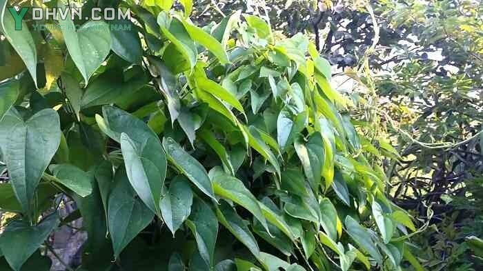 Cây Củ mài, Khoai mài - Dioscorea persimilis Prain et Burk., thuộc họ Củ nâu - Dioscoreaceae.