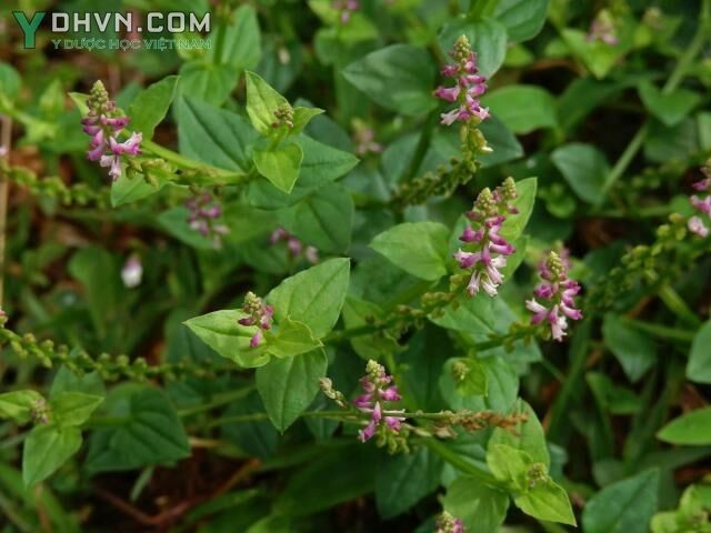 Cây Sa môn, Cây vẩy ốc - Salomonia cantoniensis Lour., thuộc họ Viễn chí - Polygalaceae.