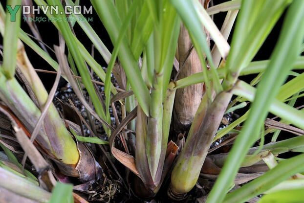 Cây Sả, Mao hương - Cymbopogon citratus (DC.) Stapf, thuộc họ Lúa - Poaceae.