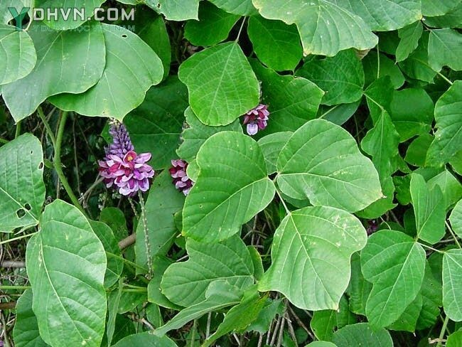 Hình ảnh cây Sắn đây