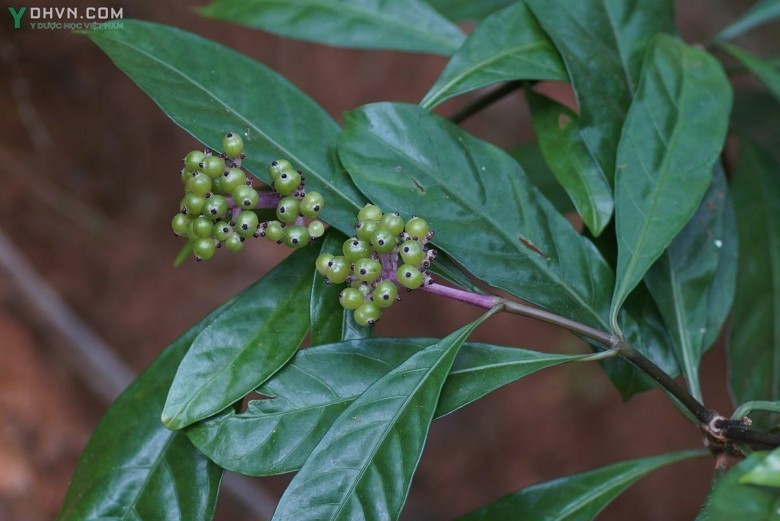 Xương sơn, Giàng sơn, Mặt trắng - Chassalia curviflora (Wall.) Thwaites (C. chartaceae Craib, Psychotria curviflora Wall.), thuộc họ Cà phê - Rubiaceae.